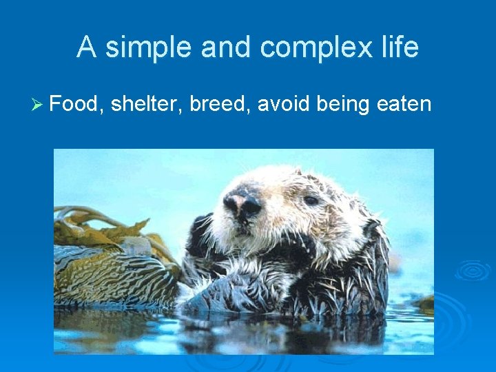 A simple and complex life Ø Food, shelter, breed, avoid being eaten 