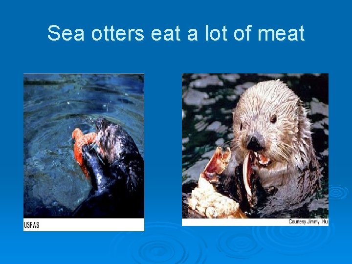 Sea otters eat a lot of meat 