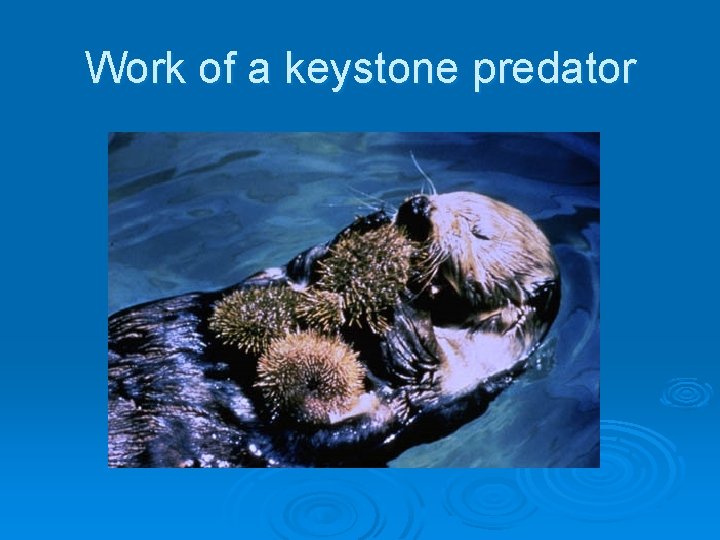 Work of a keystone predator 