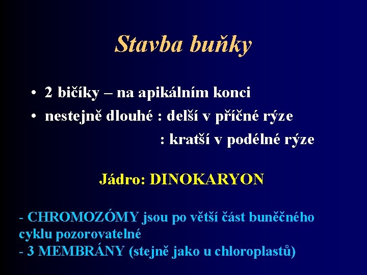 Stavba buňky • 2 bičíky – na apikálním konci • nestejně dlouhé : delší