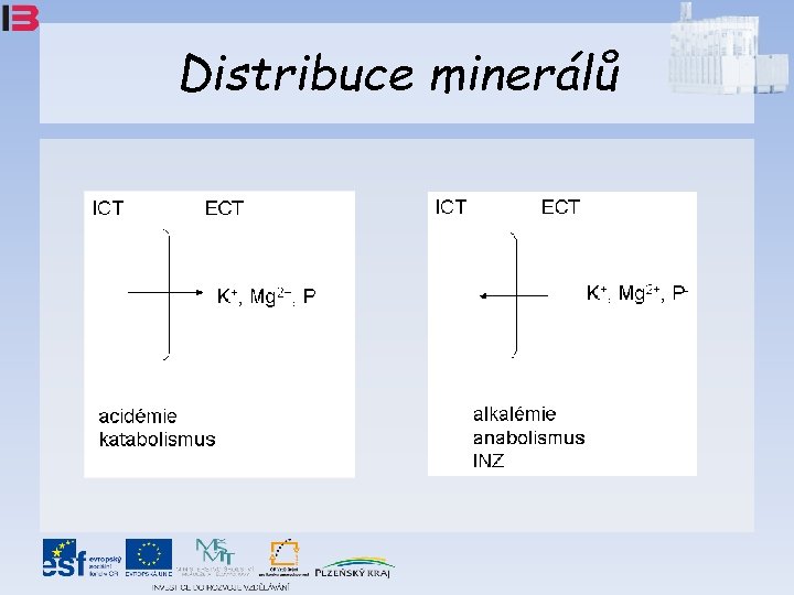 Distribuce minerálů 