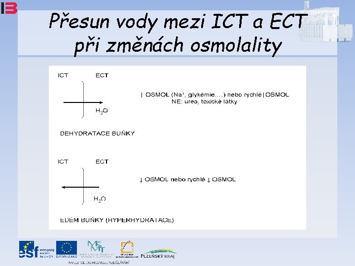 Přesun vody mezi ICT a ECT při změnách osmolality 