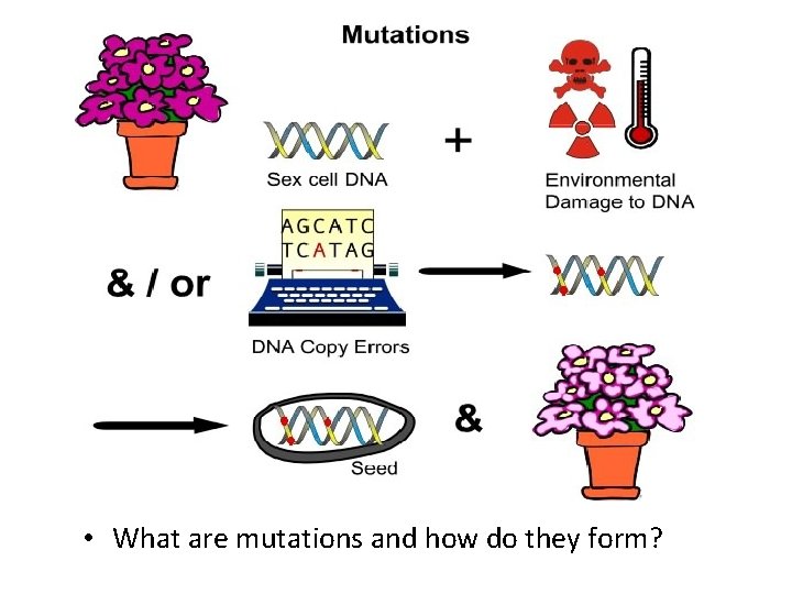 The Sources of Variation What biological processes result