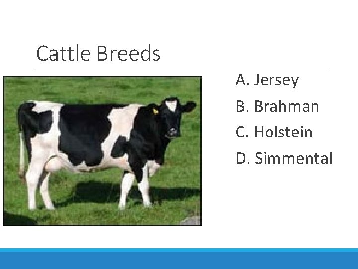 Cattle Breeds A. Jersey B. Brahman C. Holstein D. Simmental 