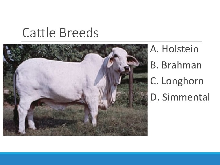Cattle Breeds A. Holstein B. Brahman C. Longhorn D. Simmental 