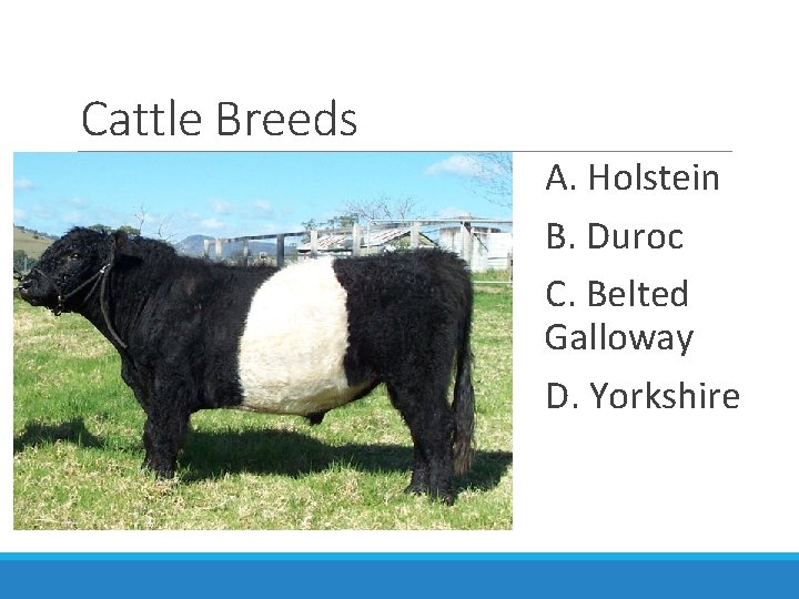 Cattle Breeds A. Holstein B. Duroc C. Belted Galloway D. Yorkshire 