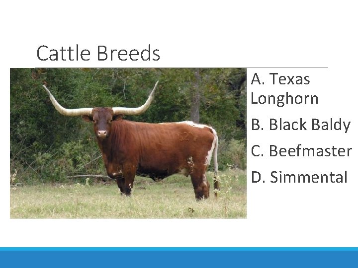 Cattle Breeds A. Texas Longhorn B. Black Baldy C. Beefmaster D. Simmental 
