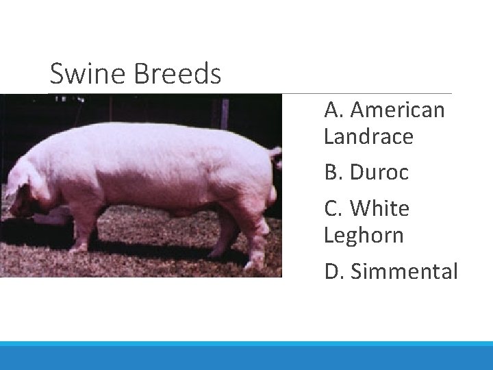Swine Breeds A. American Landrace B. Duroc C. White Leghorn D. Simmental 