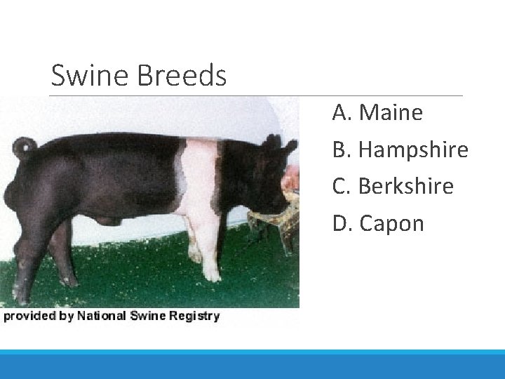 Swine Breeds A. Maine B. Hampshire C. Berkshire D. Capon 