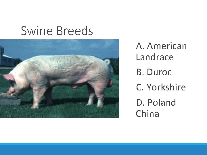 Swine Breeds A. American Landrace B. Duroc C. Yorkshire D. Poland China 