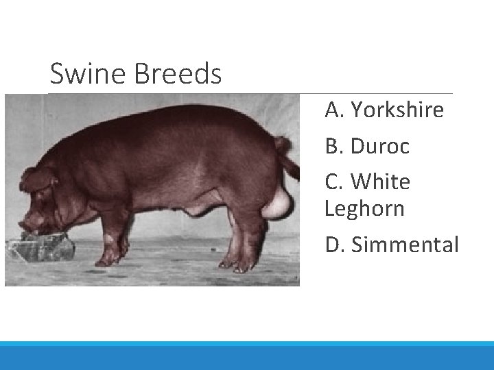 Swine Breeds A. Yorkshire B. Duroc C. White Leghorn D. Simmental 