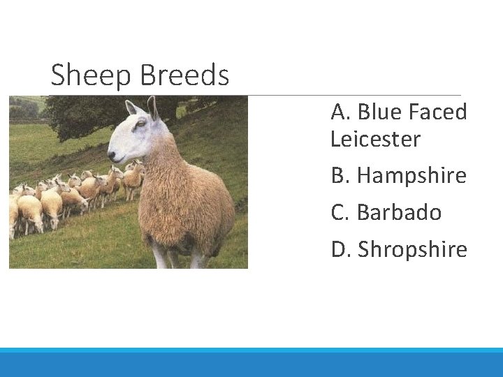 Sheep Breeds A. Blue Faced Leicester B. Hampshire C. Barbado D. Shropshire 