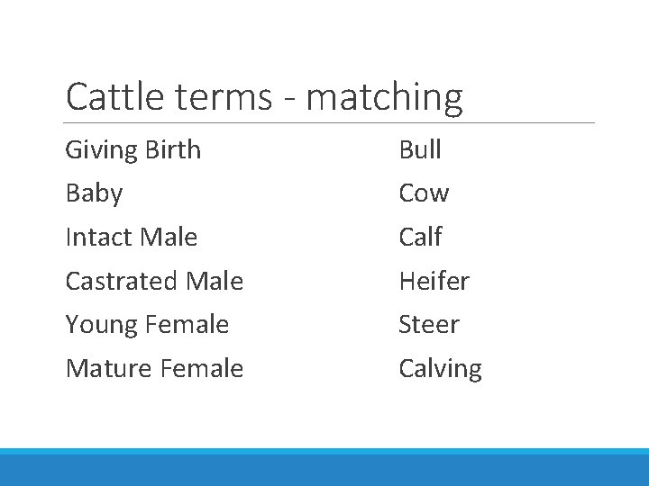 Cattle terms - matching Giving Birth Bull Baby Cow Intact Male Calf Castrated Male