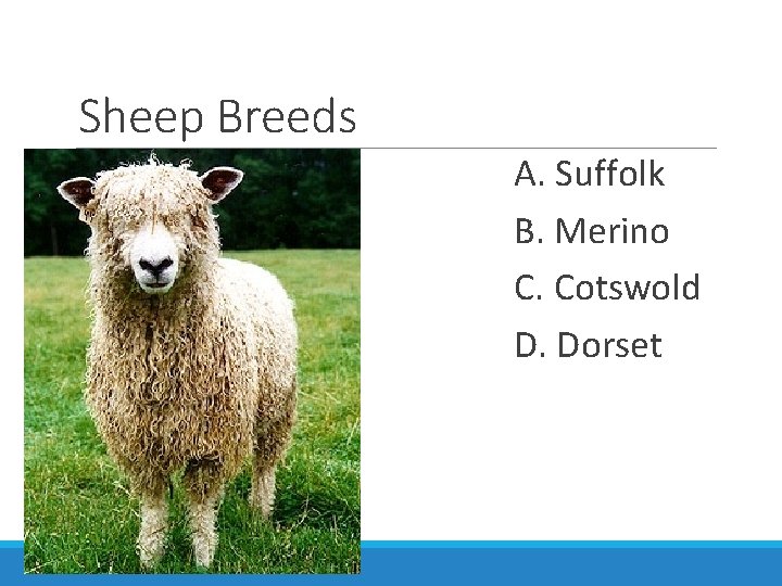 Sheep Breeds A. Suffolk B. Merino C. Cotswold D. Dorset 