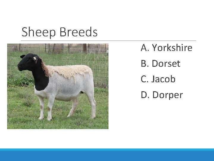 Sheep Breeds A. Yorkshire B. Dorset C. Jacob D. Dorper 