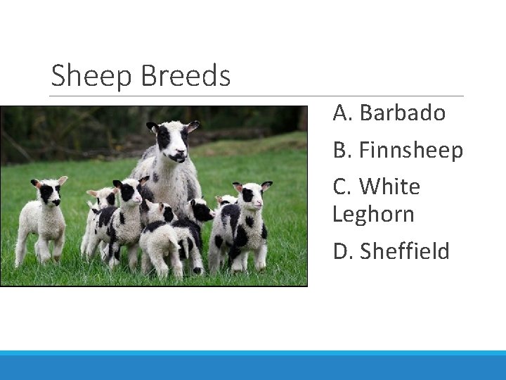Sheep Breeds A. Barbado B. Finnsheep C. White Leghorn D. Sheffield 