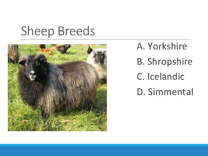 Sheep Breeds A. Yorkshire B. Shropshire C. Icelandic D. Simmental 