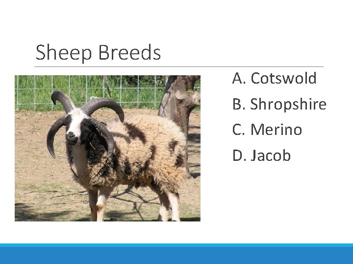 Sheep Breeds A. Cotswold B. Shropshire C. Merino D. Jacob 