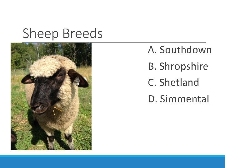 Sheep Breeds A. Southdown B. Shropshire C. Shetland D. Simmental 