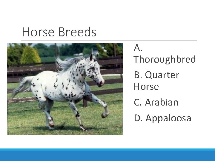 Horse Breeds A. Thoroughbred B. Quarter Horse C. Arabian D. Appaloosa 