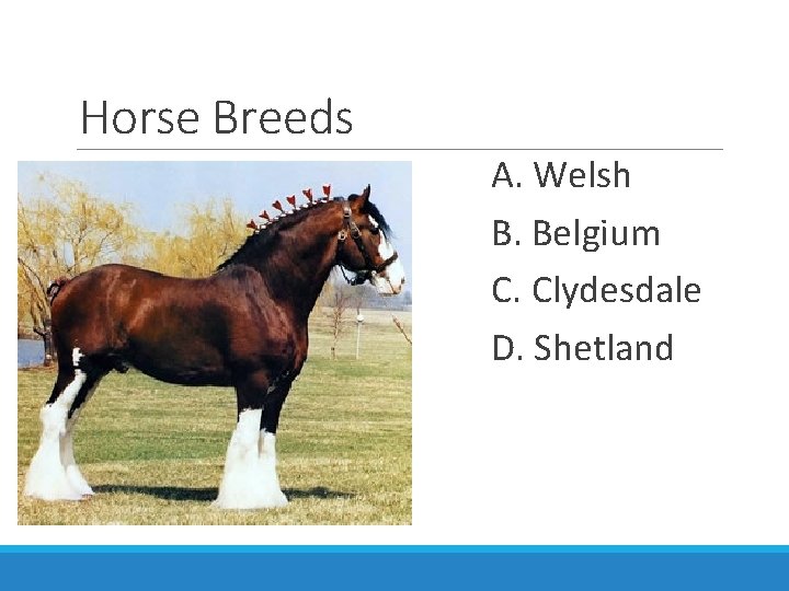 Horse Breeds A. Welsh B. Belgium C. Clydesdale D. Shetland 