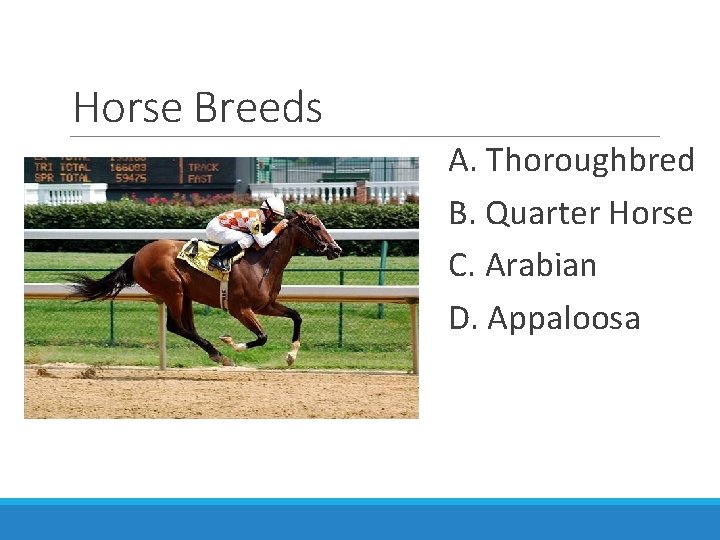 Horse Breeds A. Thoroughbred B. Quarter Horse C. Arabian D. Appaloosa 