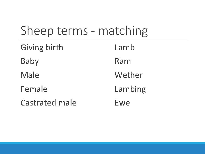 Sheep terms - matching Giving birth Lamb Baby Ram Male Wether Female Lambing Castrated