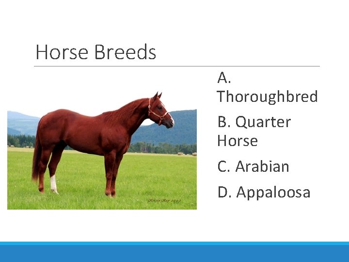 Horse Breeds A. Thoroughbred B. Quarter Horse C. Arabian D. Appaloosa 