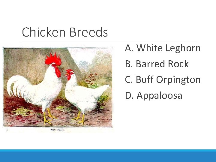 Chicken Breeds A. White Leghorn B. Barred Rock C. Buff Orpington D. Appaloosa 