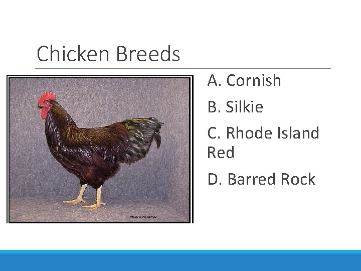 Chicken Breeds A. Cornish B. Silkie C. Rhode Island Red D. Barred Rock 
