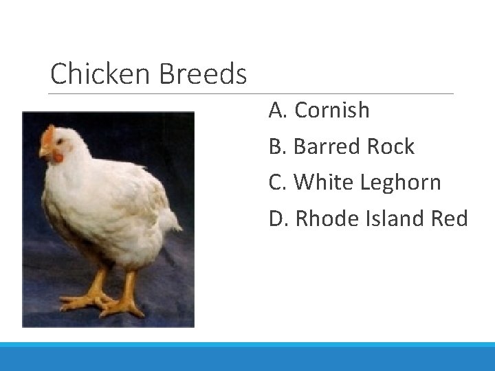 Chicken Breeds A. Cornish B. Barred Rock C. White Leghorn D. Rhode Island Red