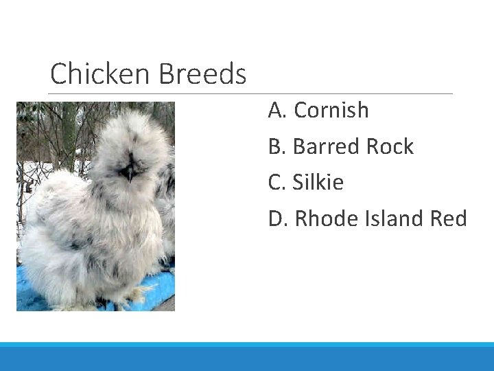 Chicken Breeds A. Cornish B. Barred Rock C. Silkie D. Rhode Island Red 