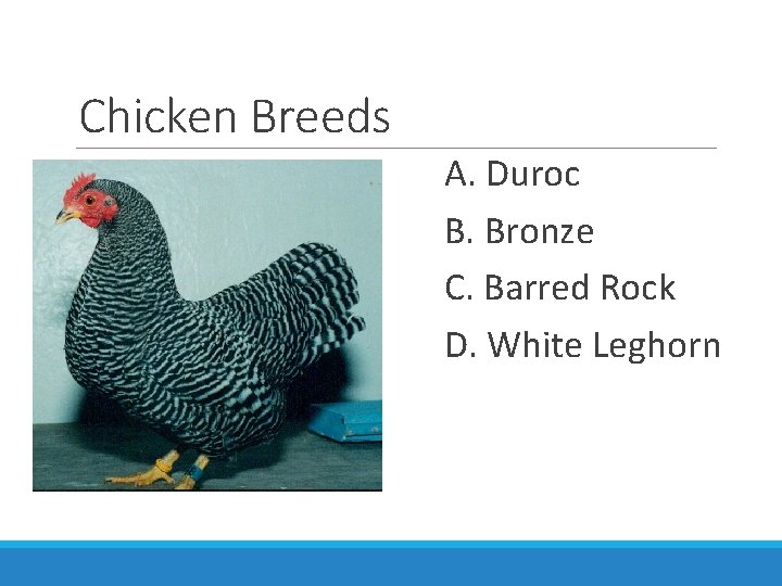 Chicken Breeds A. Duroc B. Bronze C. Barred Rock D. White Leghorn 