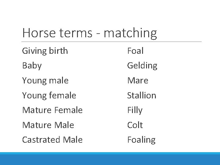 Horse terms - matching Giving birth Foal Baby Gelding Young male Mare Young female