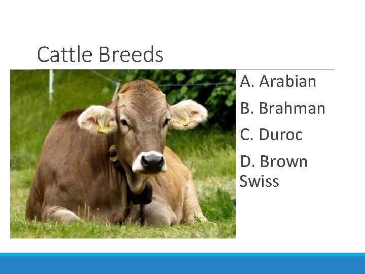 Cattle Breeds A. Arabian B. Brahman C. Duroc D. Brown Swiss 