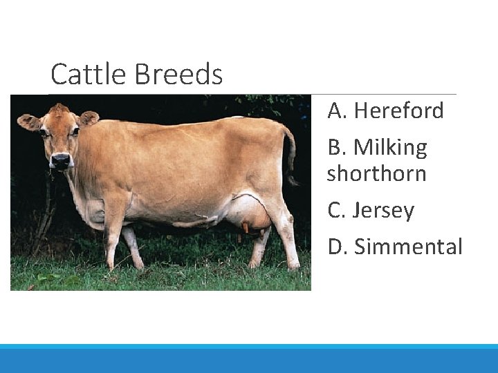 Cattle Breeds A. Hereford B. Milking shorthorn C. Jersey D. Simmental 