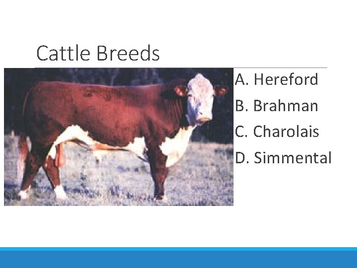 Cattle Breeds A. Hereford B. Brahman C. Charolais D. Simmental 