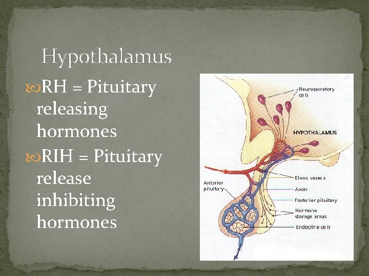 Hypothalamus RH = Pituitary releasing hormones RIH = Pituitary release inhibiting hormones 