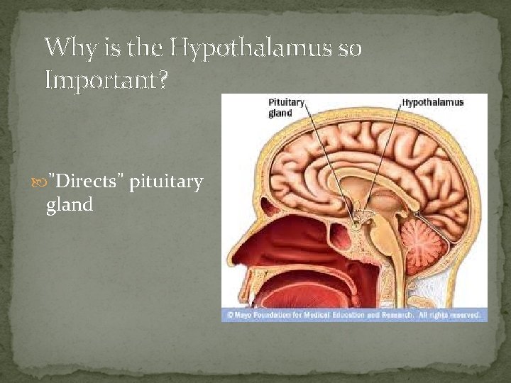 Why is the Hypothalamus so Important? "Directs" pituitary gland 