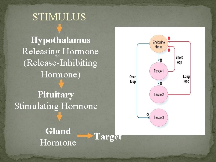 STIMULUS Hypothalamus Releasing Hormone (Release-Inhibiting Hormone) Pituitary Stimulating Hormone Gland Hormone Target 