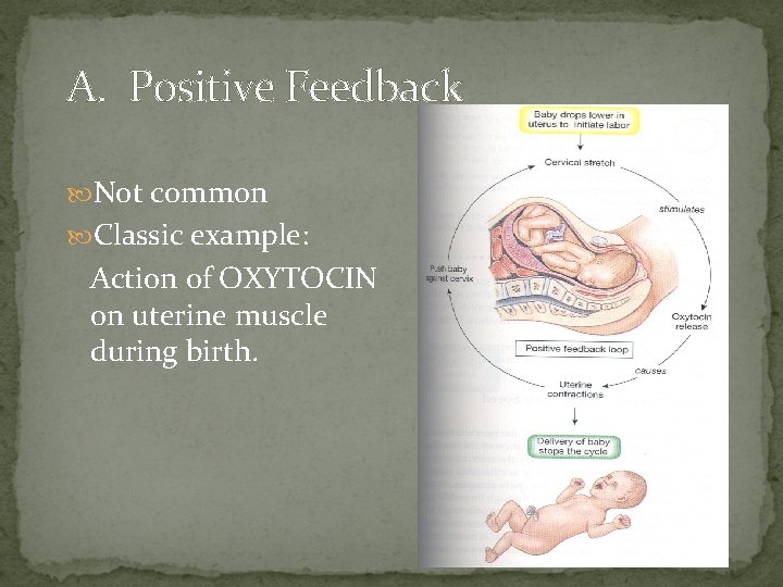 A. Positive Feedback Not common Classic example: Action of OXYTOCIN on uterine muscle during