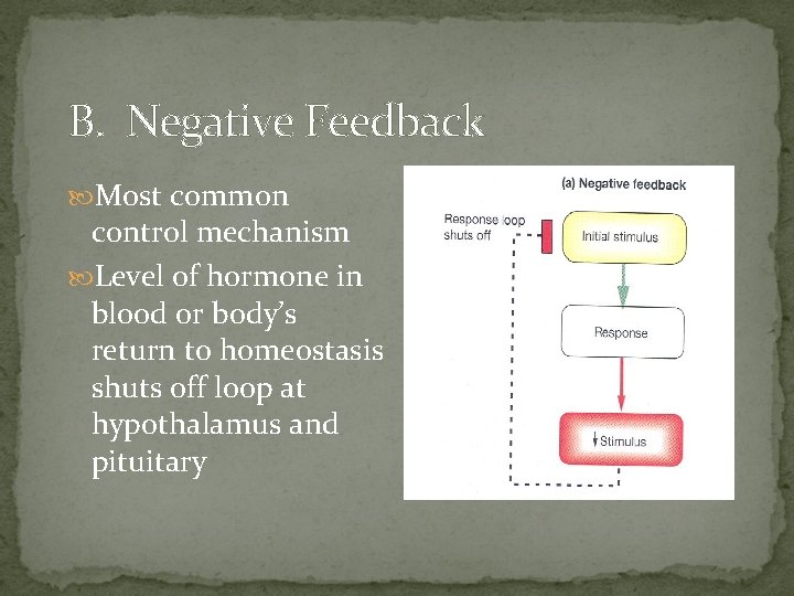 B. Negative Feedback Most common control mechanism Level of hormone in blood or body’s
