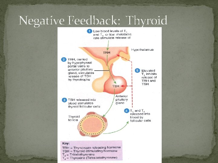 Negative Feedback: Thyroid 