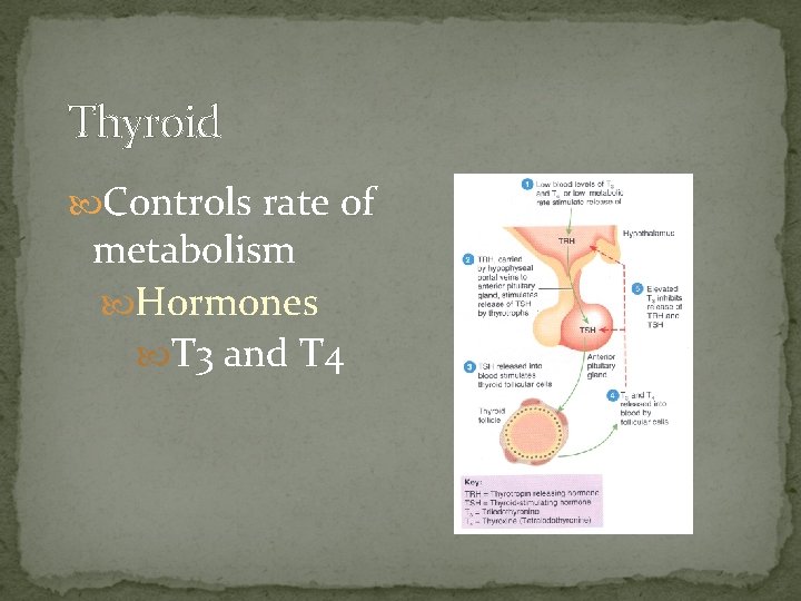 Thyroid Controls rate of metabolism Hormones T 3 and T 4 