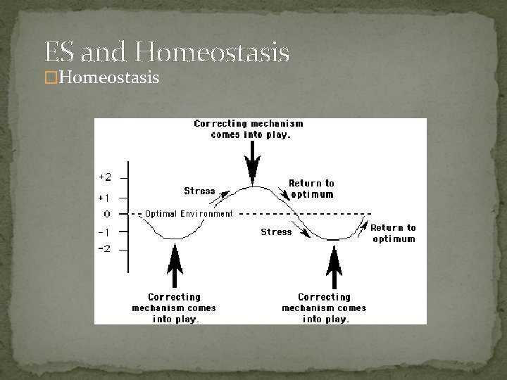 ES and Homeostasis �Homeostasis 