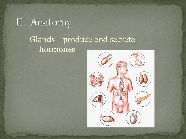 II. Anatomy Glands – produce and secrete hormones 