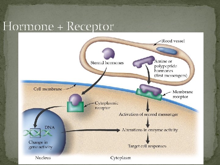 Hormone + Receptor 