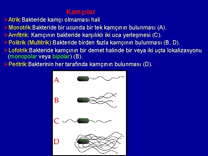 Kamçılar ØAtrik: Bakteride kamçı olmaması hali ØMonotrik: Bakteride bir ucunda bir tek kamçının bulunması