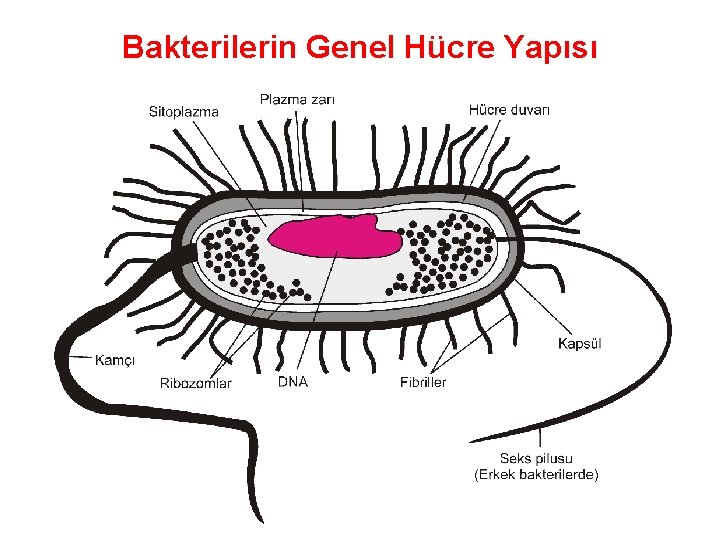 Bakterilerin Genel Hücre Yapısı 