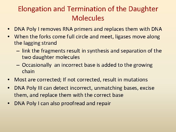 Elongation and Termination of the Daughter Molecules • DNA Poly I removes RNA primers